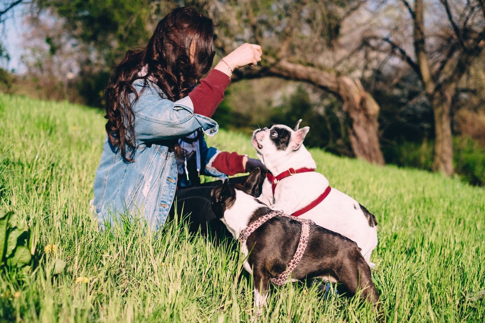 A woman enjoys a sunny day in the park with two French Bulldogs, creating a serene outdoor scene.