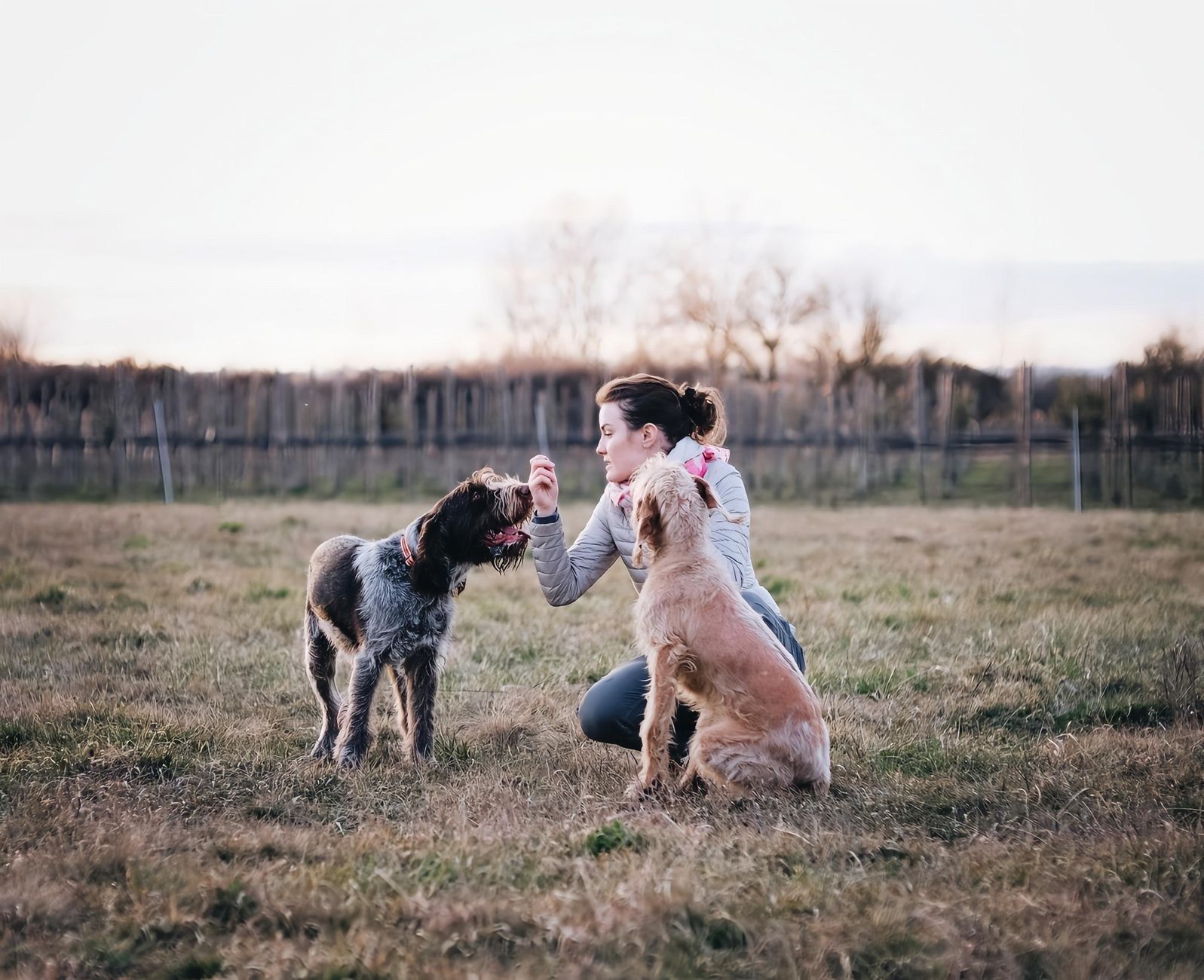 A woman interacts with two dogs in a grassy field, showcasing training and companionship.